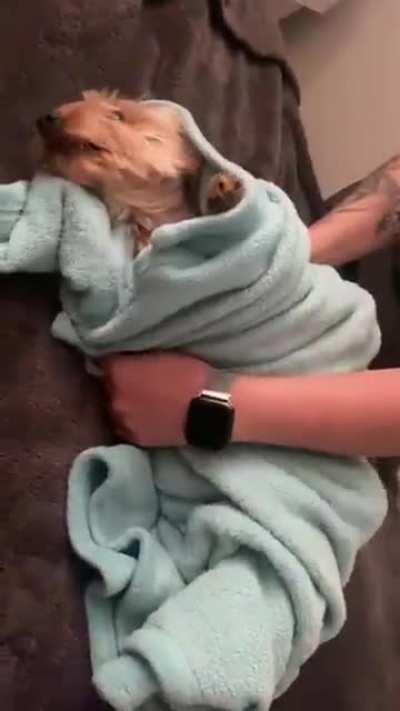 Dog Follow Dad to Get Tucked In