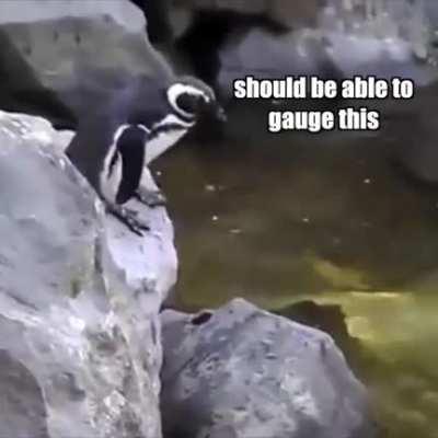 Penguins are funny