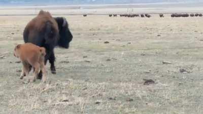Baby bison gets a little too curious and brings mama to a man