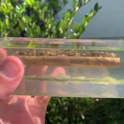 I preserved a blunt!