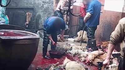 [NSFW-Animals] Pet dogs stolen off the streets, then butchered and skinned alive for leather.
