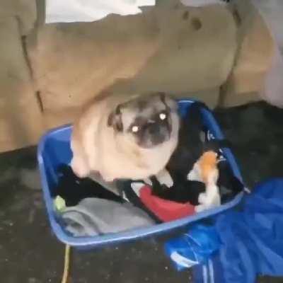 The way this pug dances with those eyes