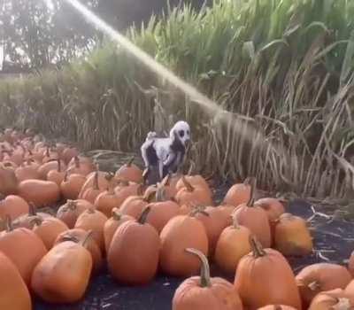 This dog is ready for Halloween