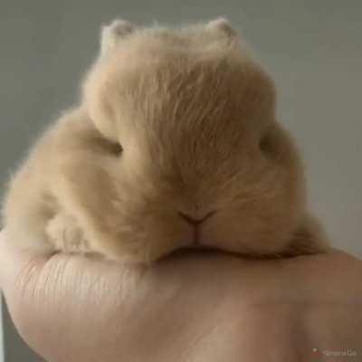 Fluffy little bunny