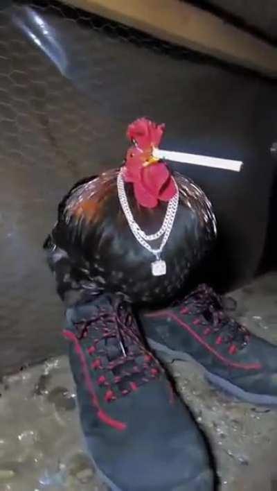 Drippy Cock