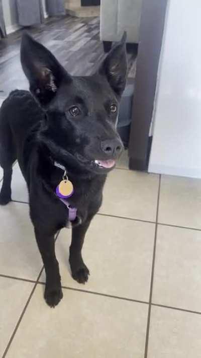 I think my friend bought a lemon