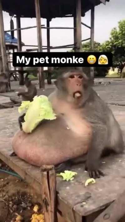 Wat da monke doin??!11?!!?1?!