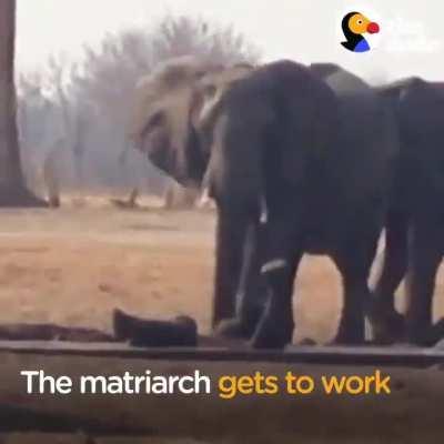 Mother will always do anything to save her baby!