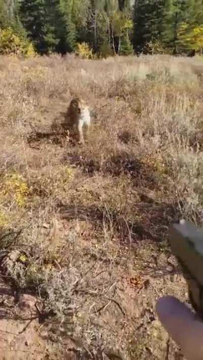 Mountain Lion stalks man in Idaho. Saved by Glock27 warning shots