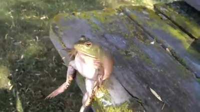 THIS IS THE FUNNIEST VIDEO EVER LMFAO WTF THIS FROG IS VIBING
