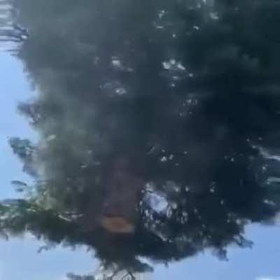 My tree people need me