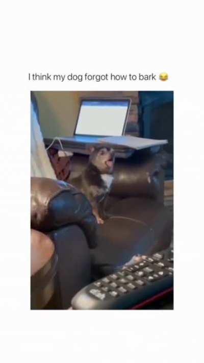 Sounded like chicken