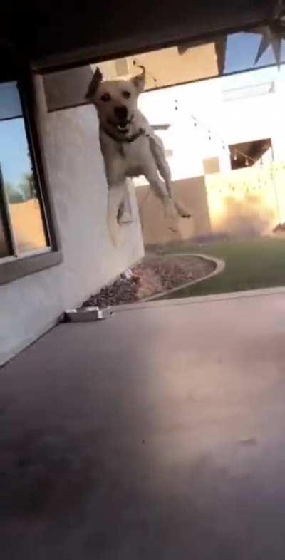 Happy To See His Dogsitter