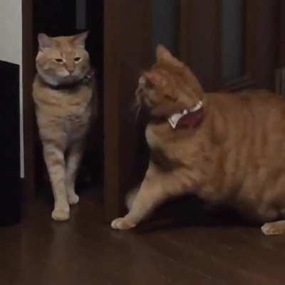 Little little slap🙃🐾