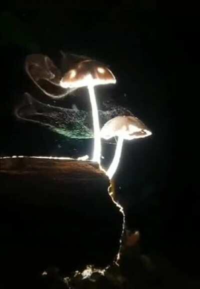 Mushrooms releasing spores.