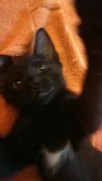 Found him crying on the side of the road, he's absolutely precious!