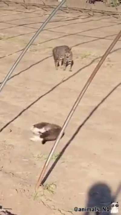 Yeah, it's better than a fight