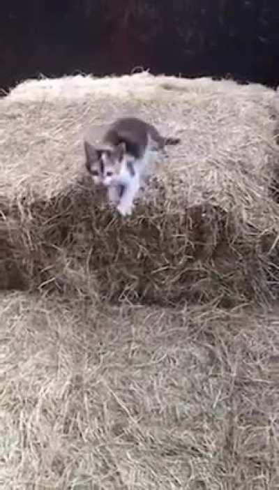 Human, here I come...