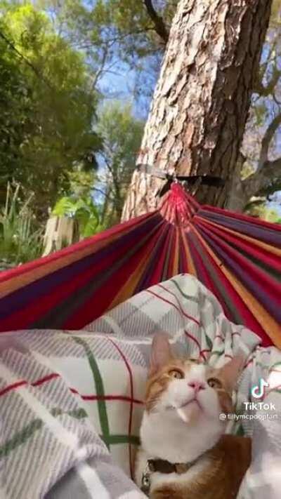 Cute catto head tilts with hammock