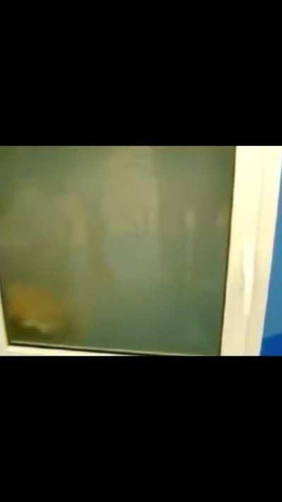 The best way to wash your pet