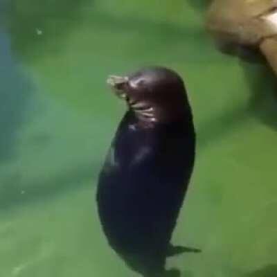 Seal spinning de pana