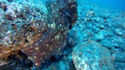 A master of disguise to the untrained eye