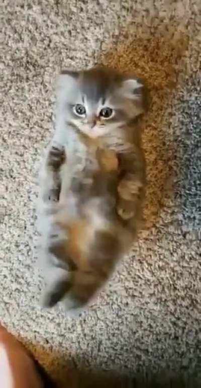 Sick fuCK gLUes A kitteN To The CarPet