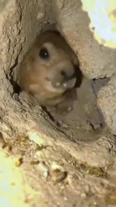 🔥 This is not a rodent.