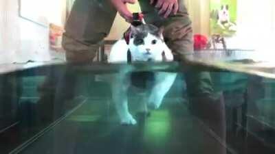 Chonker becoming a fine boi