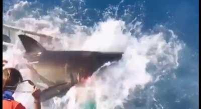 Budget shopping on Wish gone wrong.