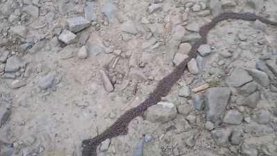 A crawling mass of maggots .