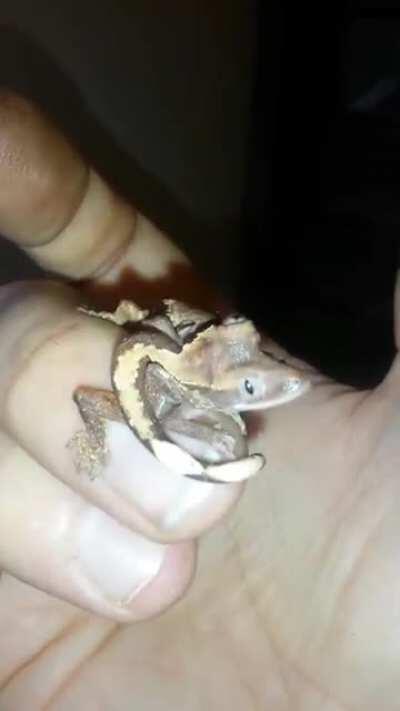 3 EYED 8 LEGGED GECKO