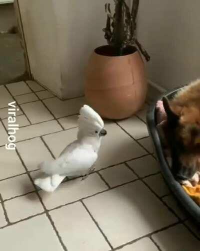 Paraguaio imitando cachorro