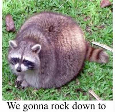 Racoon be like