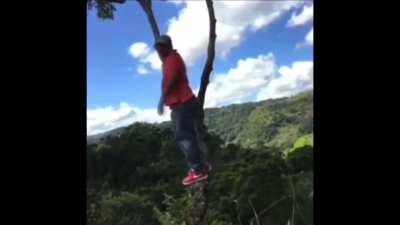to climb a tree