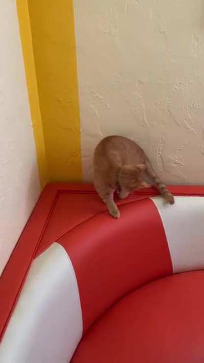 Every time he tries to get his tail, it disappears behind the furniture