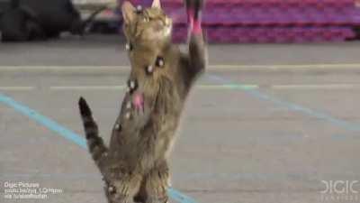 Cat motion capture