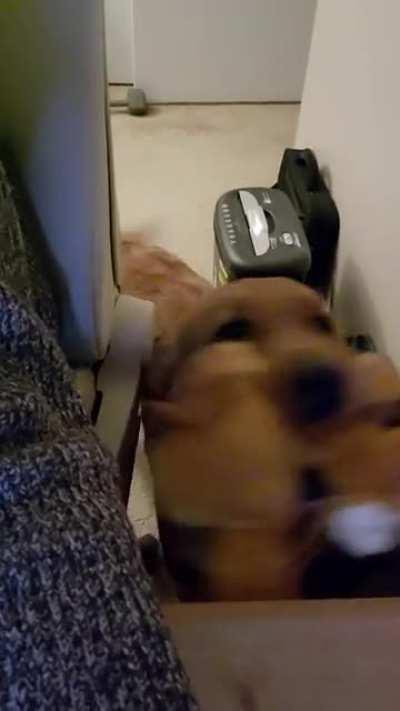 Maggie is not amused with my 13 hour shifts from home