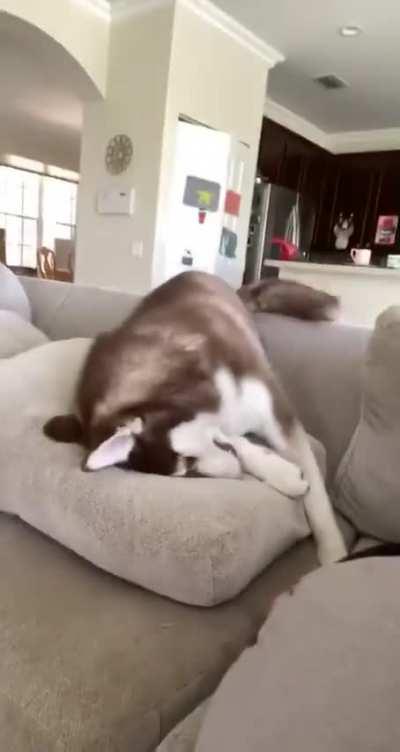 huskies are DRAMATIC