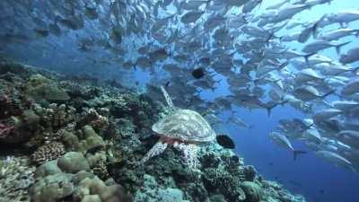 Happy World Turtle day! 🐢 Filmed at Sipadan Island under a massive school of jacks...