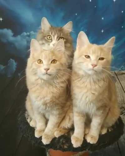 It happens every time they see a toy)