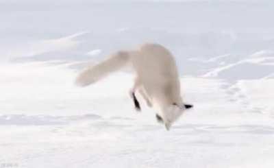 Arctic Fox Derp