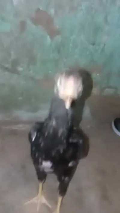 🐓🐓😍😎😎😍