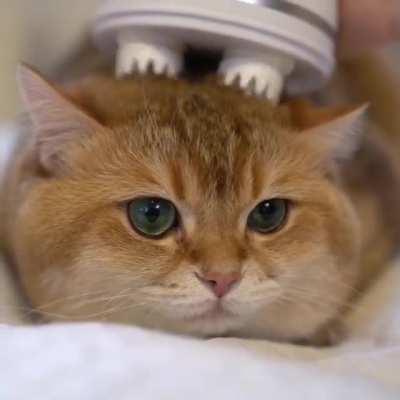 Cat Head Massager