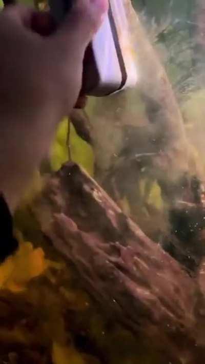 Cleaning up algae buildup in fishtank