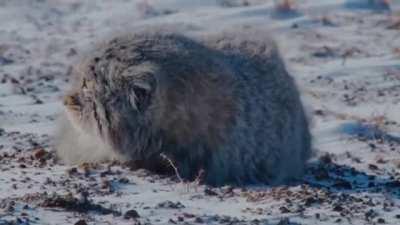 🔥 A chonky little Pallas Cat on the prowl 🔥