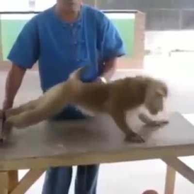 Military training video sent by our allies in Western Sahara, send love to our socialist comrades