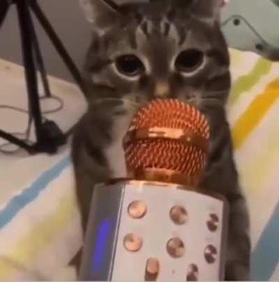 cat asmr