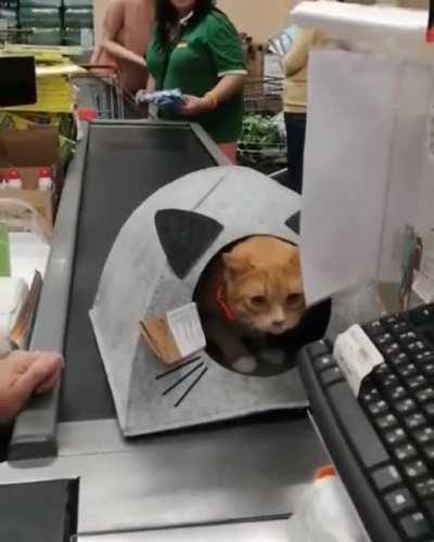 The kitty has chosen