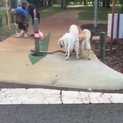 Teamwork makes the dream work